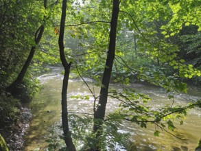 Light falls through the trees on a gently flowing river, which creates a peaceful scene, hiking in