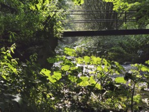 A small bridge crosses a river, surrounded by lush vegetation and soft light, Steinachklamm, hiking