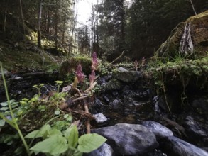 Small forest river surrounded by vegetation and moss-covered stones, hiking in the Franconian