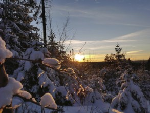 Winter landscape with snow-covered trees and sunset on the horizon, winter, hiking in the