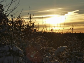 Sunset behind snow-covered trees with warm sky tones, winter, hiking in the Franconian Forest