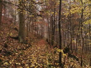 A trail through the foggy forest, covered with colorful autumn leaves, hiking in the Franconian