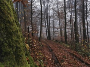 A mystical forest trail with autumn leaves and fog between trees, hiking in the Franconian Forest