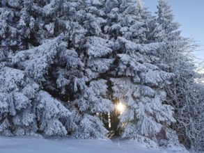 Snowy trees with sunlight breaking through, in a wintery forest scene, winter, hiking in the