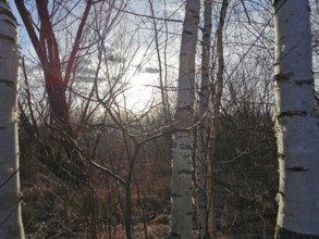Winter forest scene with bare birch trees (betula) and sunlight in the background, Winter, Berlin