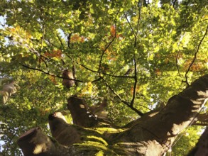 View from below up a moss-covered trunk of a tree with green and orange autumn leaves in sunlight,