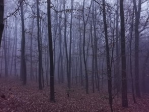 Dense, fog-covered forest in purple light with gloomy trees and leaves create a mystical