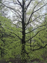 Large beech (fagus) with fresh green leaves in a lively spring forest, Franconian Forest nature