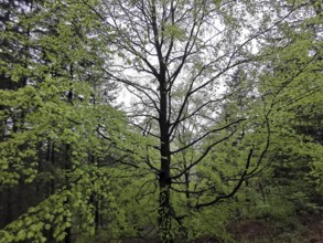 Large beech (fagus) with dense green leaves in the lush spring forest, Franconian Forest nature