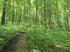Green spring forest with a path that leads through the trees, hiking on the Rennsteig, Thuringian