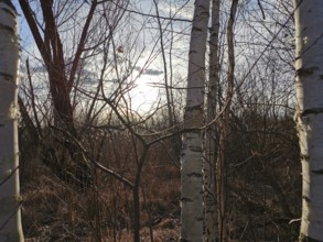 Birch trees (betula) in a winter forest, illuminated by the background sunlight, Berlin