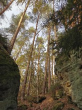 Narrow passage between tall trees and rocks in the autumnal forest, hiking in the Franconian Forest