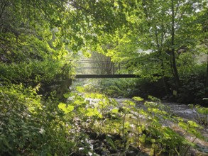 A quiet stream flows under a bridge in a sparse and idyllic forest in the Steinachklamm gorge,