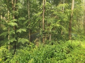 Dense forest with a rainbow between trees, lush treetops that create a quiet and peaceful