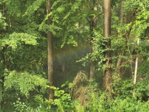 A rainbow appears in the quiet forest, surrounded by tall trees and lush greenery, hiking in the