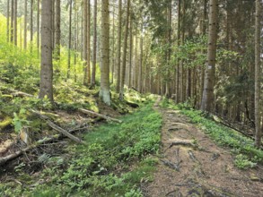A forest with a path, surrounded by trees and sunlight, creates a peaceful atmosphere, hiking on