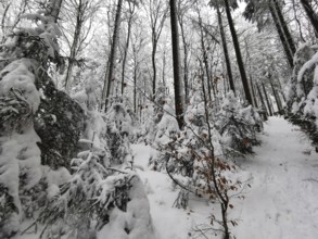 Trail through a snow-covered forest with tall trees and a quiet winter atmosphere, Franconian