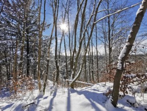 Bright winter forest with sun and blue sky, the light casts long shadows on the snow, winter,