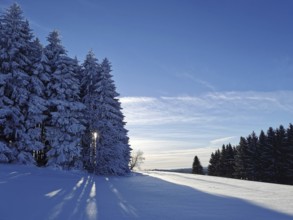Winter landscape with snow-covered trees and clear blue sky, captured in a quiet atmosphere,