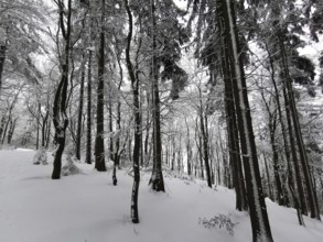 Dark forest with snowy trees showing a quiet and cold winter landscape, winter, hiking in the