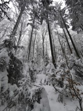 Dense winter forest, rich in snow and frost-covered branches, looking up at the treetops that