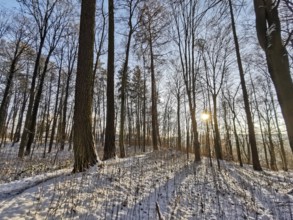 Snowy forest with sun rays and shade that create a peaceful atmosphere, Franconian Forest nature