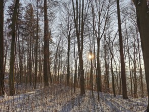 Winter forest with sun shining through bare trees and casting long shadows, Franconian Forest