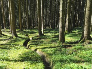 Dense forest covered with moss, where light and shadow play harmoniously, hiking along the