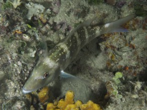 A fish with green-brown colouring, dentex dentex, rests on a reef at night. Dive site House Reef,