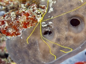 Spaghetti worm (Terebella lapidaria) with conspicuous yellow tentacles on a sea sponge. Dive site