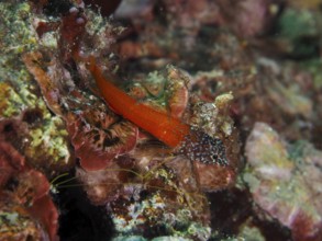 Black blenny (Microlipophrys nigriceps) in bright red among colourful algae. Dive site Muzil,