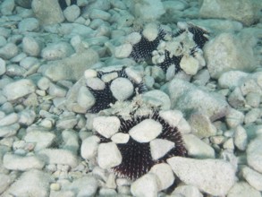 Several Sphaerechinus granularis (Sphaerechinus granularis) with stones on a rocky seabed. Dive