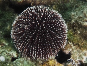 A round Sphaerechinus granularis (Sphaerechinus granularis) with long spines on a rocky bottom.