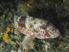 A multicoloured fish, striped barb (Mullus surmuletus), rests on the seabed between algae at night.