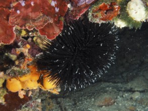 Arbacia lixula (Arbacia lixula) in a contrasting reef. Dive site House Reef, Stoja, Pula, Croatia,