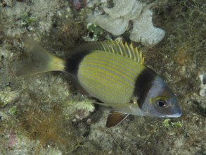 A yellow and black striped fish, two-banded seabream (Diplodus vulgaris), rests on the seabed in a