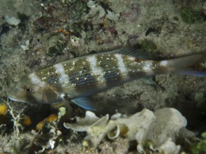 An elongated fish with blue spots, dentex dentex, swims above a sandy seabed. Dive site House reef,
