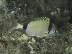A striped fish, two-banded seabream (Diplodus vulgaris), swims through an underwater landscape.