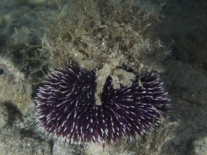 A Sphaerechinus granularis (Sphaerechinus granularis) with purple spines and camouflaged with algae