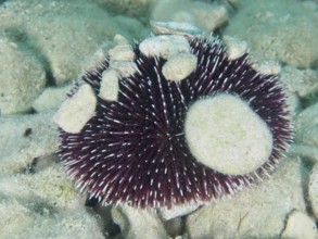 A Sphaerechinus granularis (Sphaerechinus granularis) with many spines and stones on the seabed.