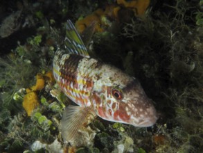 A colourful fish with patterns, striped barb (Mullus surmuletus), rests between algae on the seabed