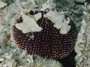 A Sphaerechinus granularis (Sphaerechinus granularis) with long spines on the seabed, camouflaged