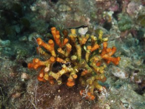 Vibrant orange teardrop coral (Myriapora truncata) with a small fish on top. Dive site House Reef,