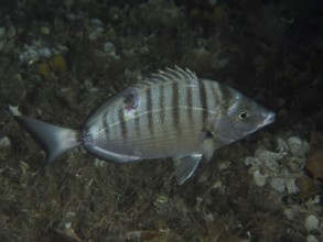 Pinniped (Diplodus puntazzo) at night. Dive site house reef, Stoja, Pula, Croatia, Mediterranean
