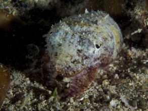 Cuttlefish, Common cuttlefish (Sepia officinalis) juvenile camouflaged in the dark underwater area