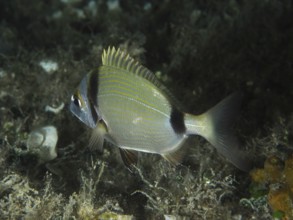 A silver fish with yellow stripes, two-banded seabream (Diplodus vulgaris), swims above a dense