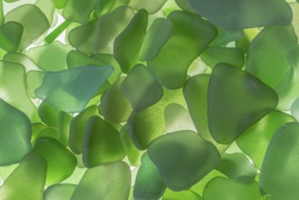 Green broken glass cut by the sea, sea glass, sea glass, beach glass from the North Sea