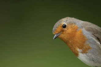 European robin (Erithacus rubecula) adult garden bird head portrait, Suffolk, England, United