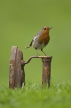 European robin (Erithacus rubecula) adult garden bird on a metal iron on a grass lawn in spring,