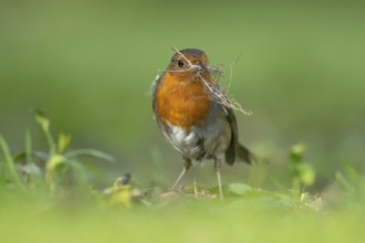 European robin (Erithacus rubecula) adult garden bird collecting nesting material in its beak in